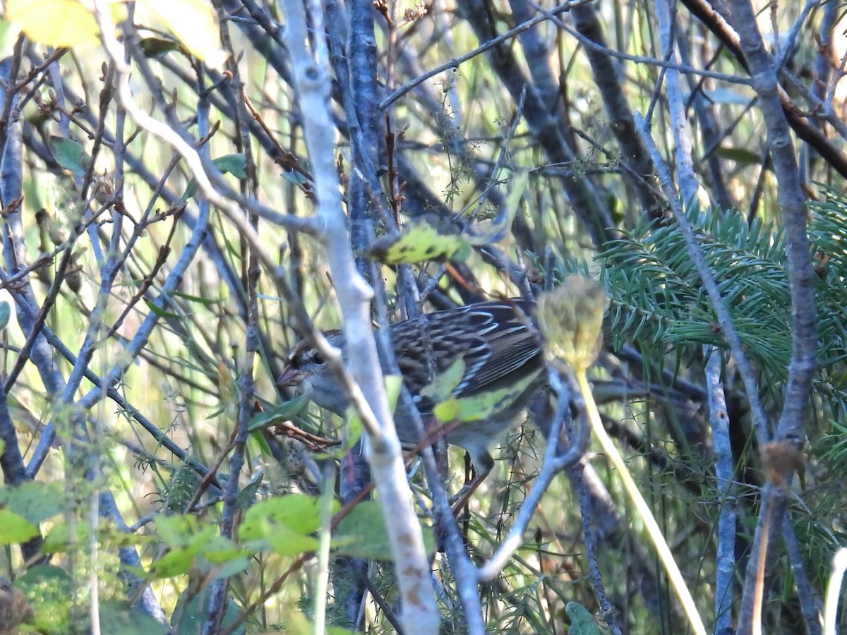 White-crowned Sparrow - ML642677796