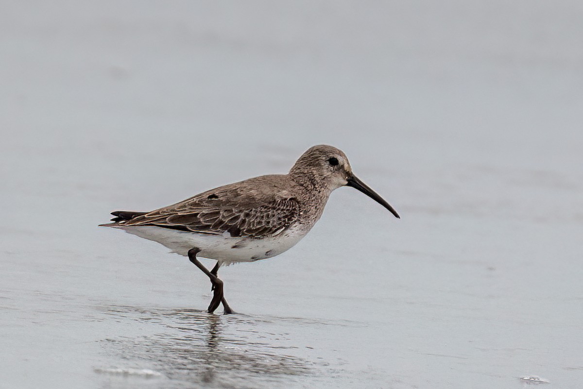 Dunlin - ML642677797