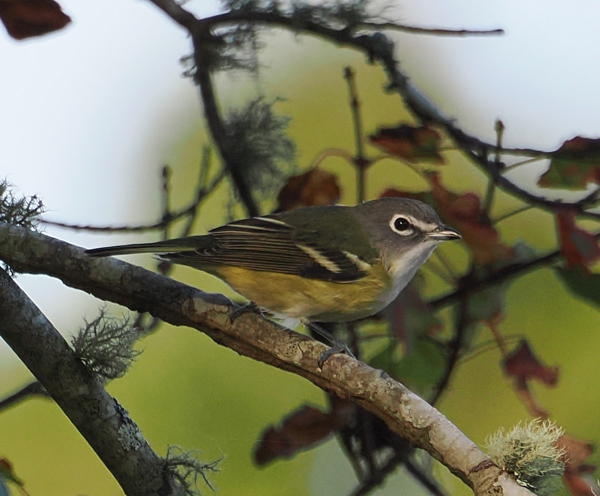 Blue-headed Vireo - ML642677798