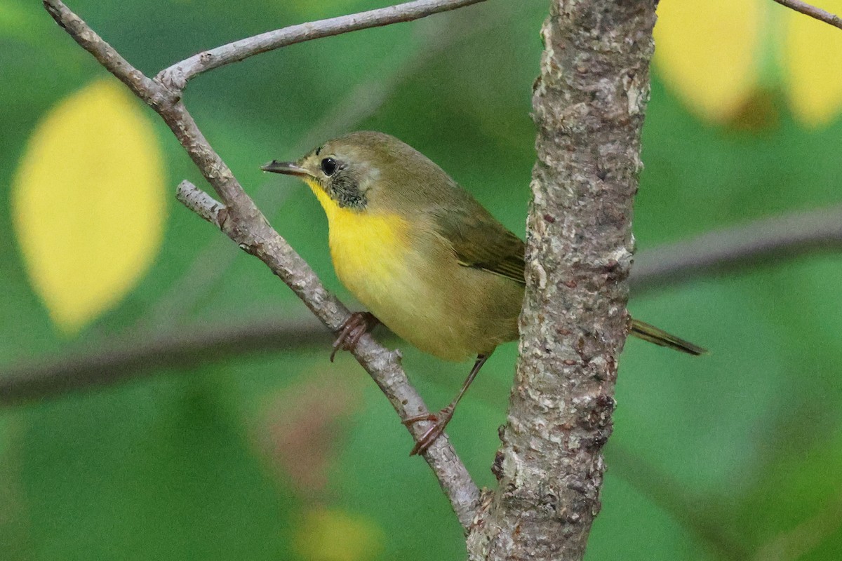 Common Yellowthroat - ML642677799
