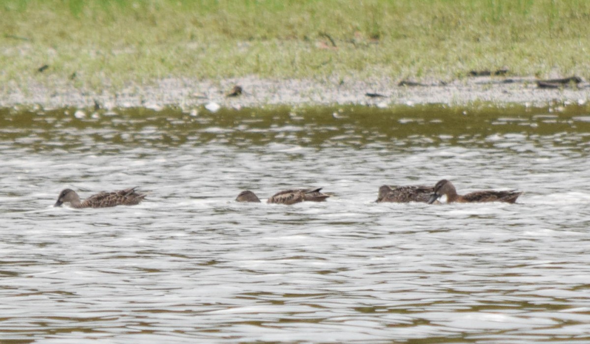 Blue-winged Teal - ML642677800