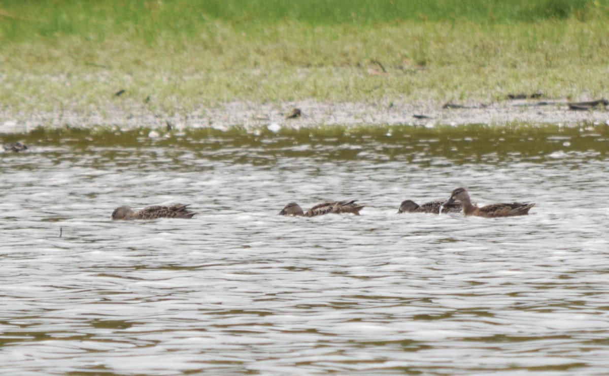 Blue-winged Teal - ML642677801
