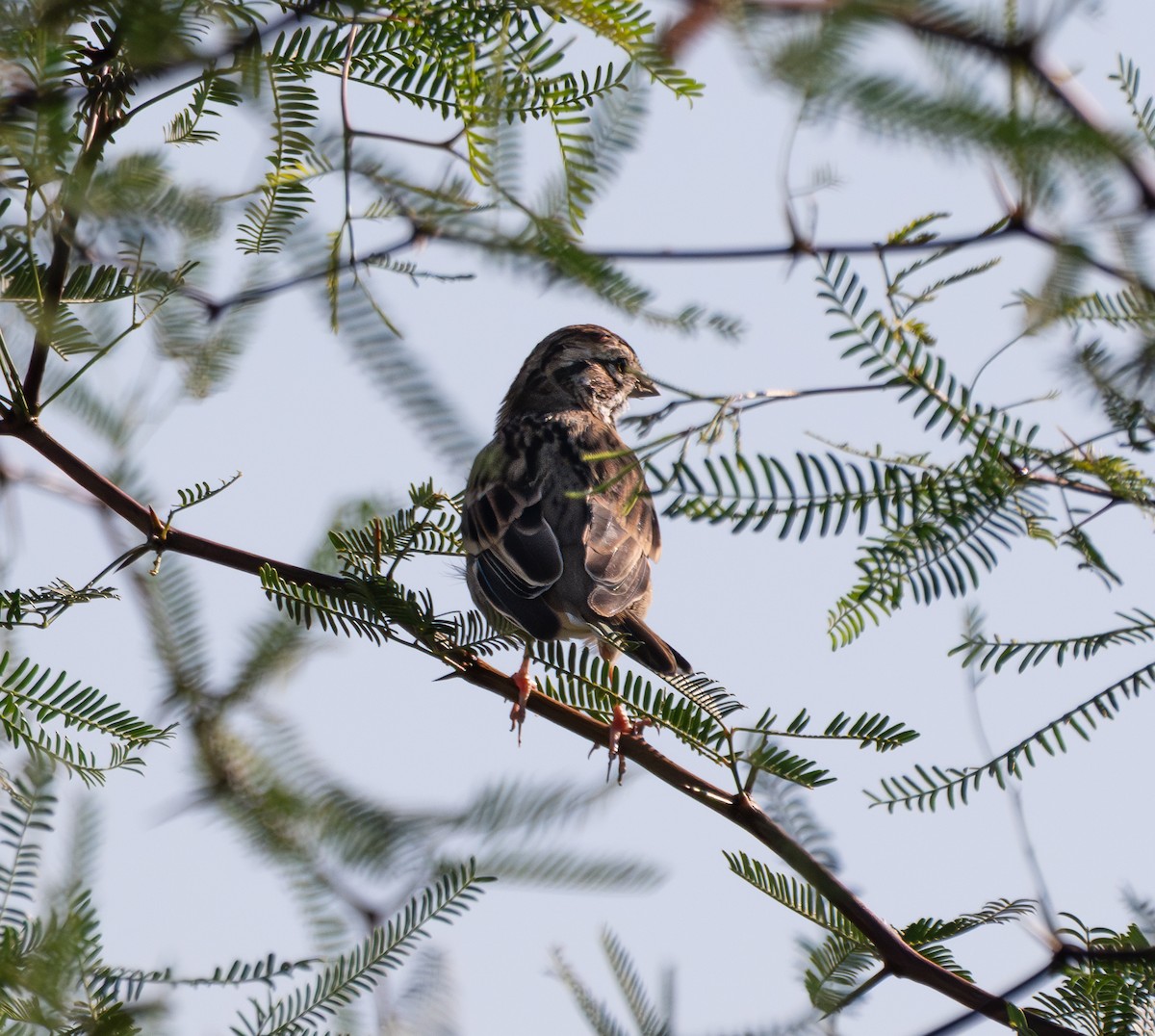Lark Bunting - ML642677802