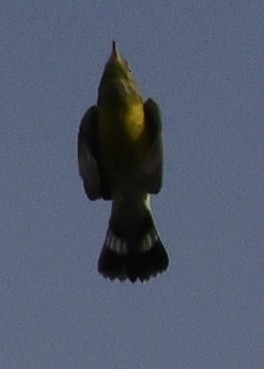 Magnolia Warbler - ML642677804