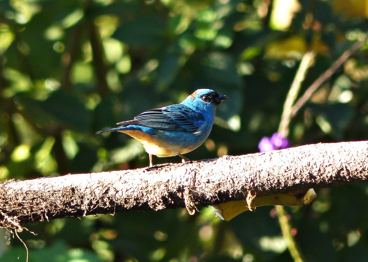 Golden-naped Tanager - ML642677805