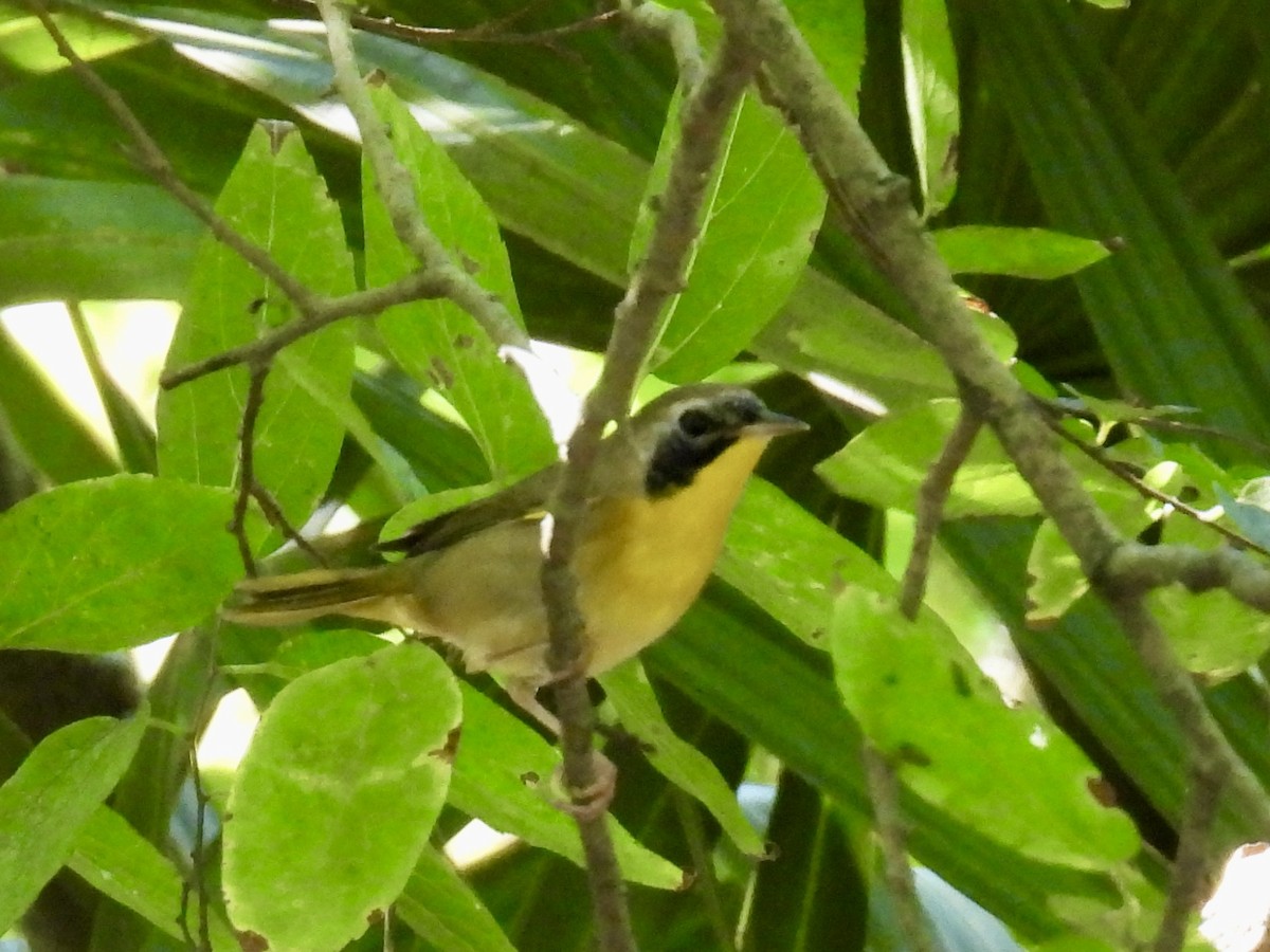 Common Yellowthroat - ML642677806