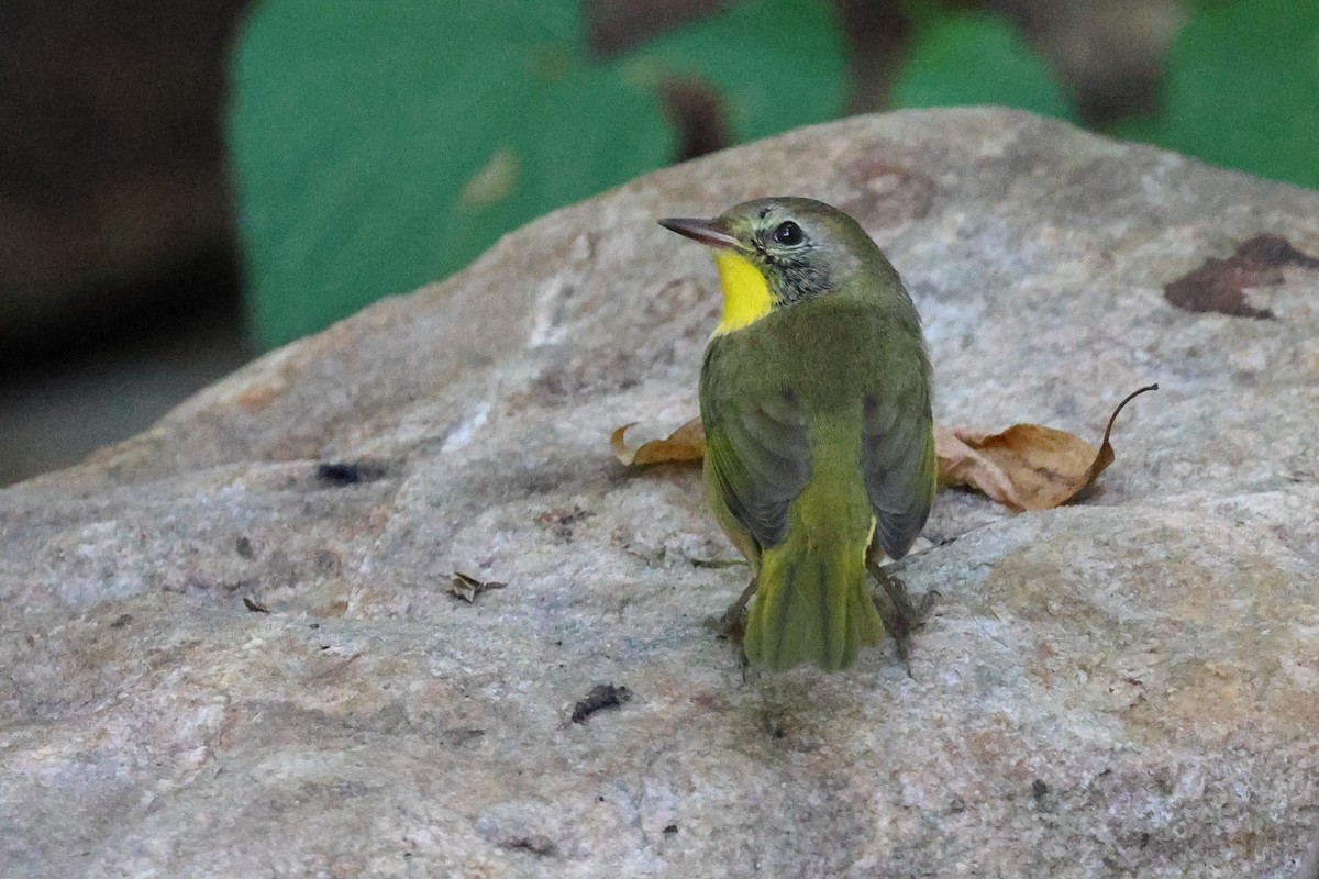 Common Yellowthroat - ML642677808