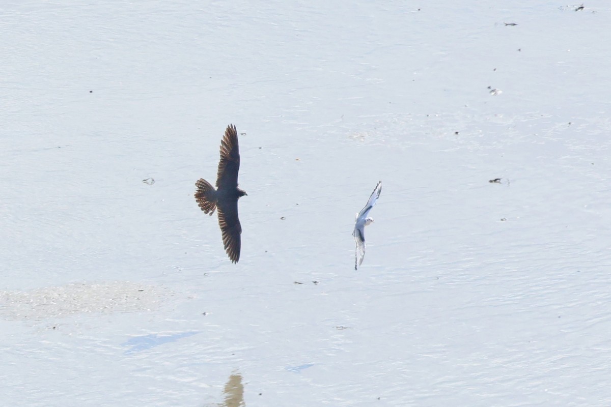 Peregrine Falcon - ML642677812