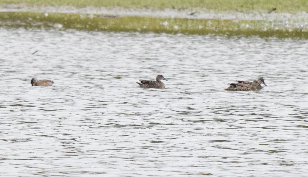 Blue-winged Teal - ML642677814