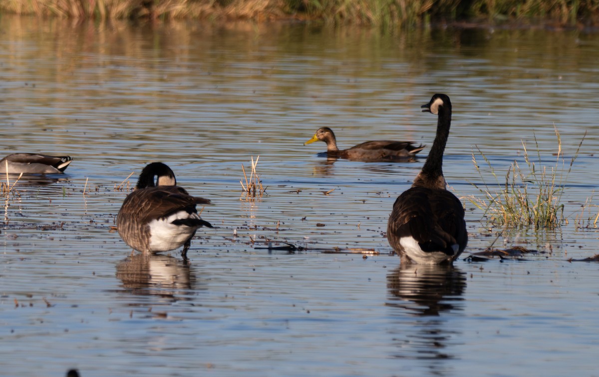 Canada Goose - ML642677815