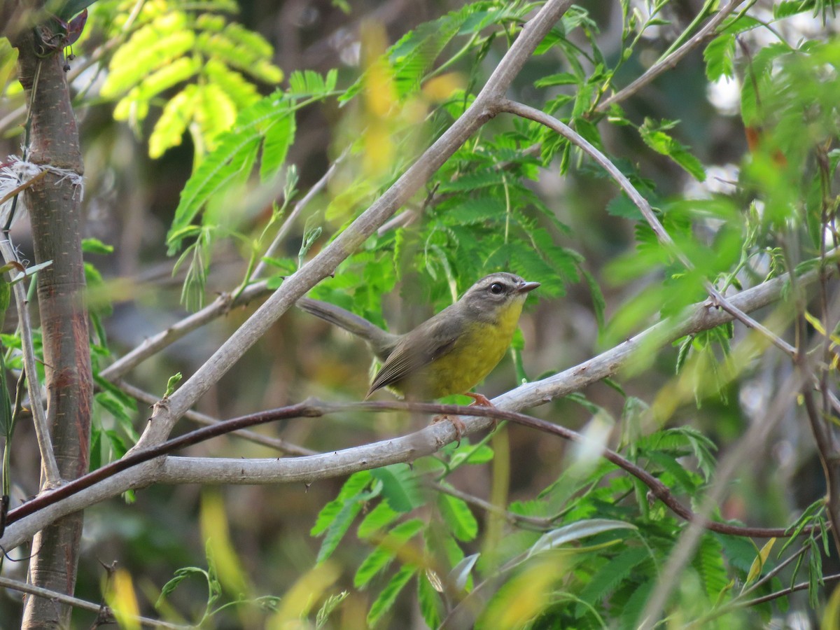 Golden-crowned Warbler - ML642677819