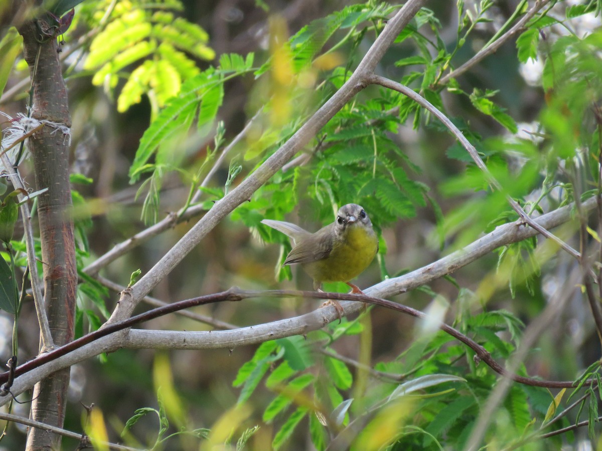 Golden-crowned Warbler - ML642677820