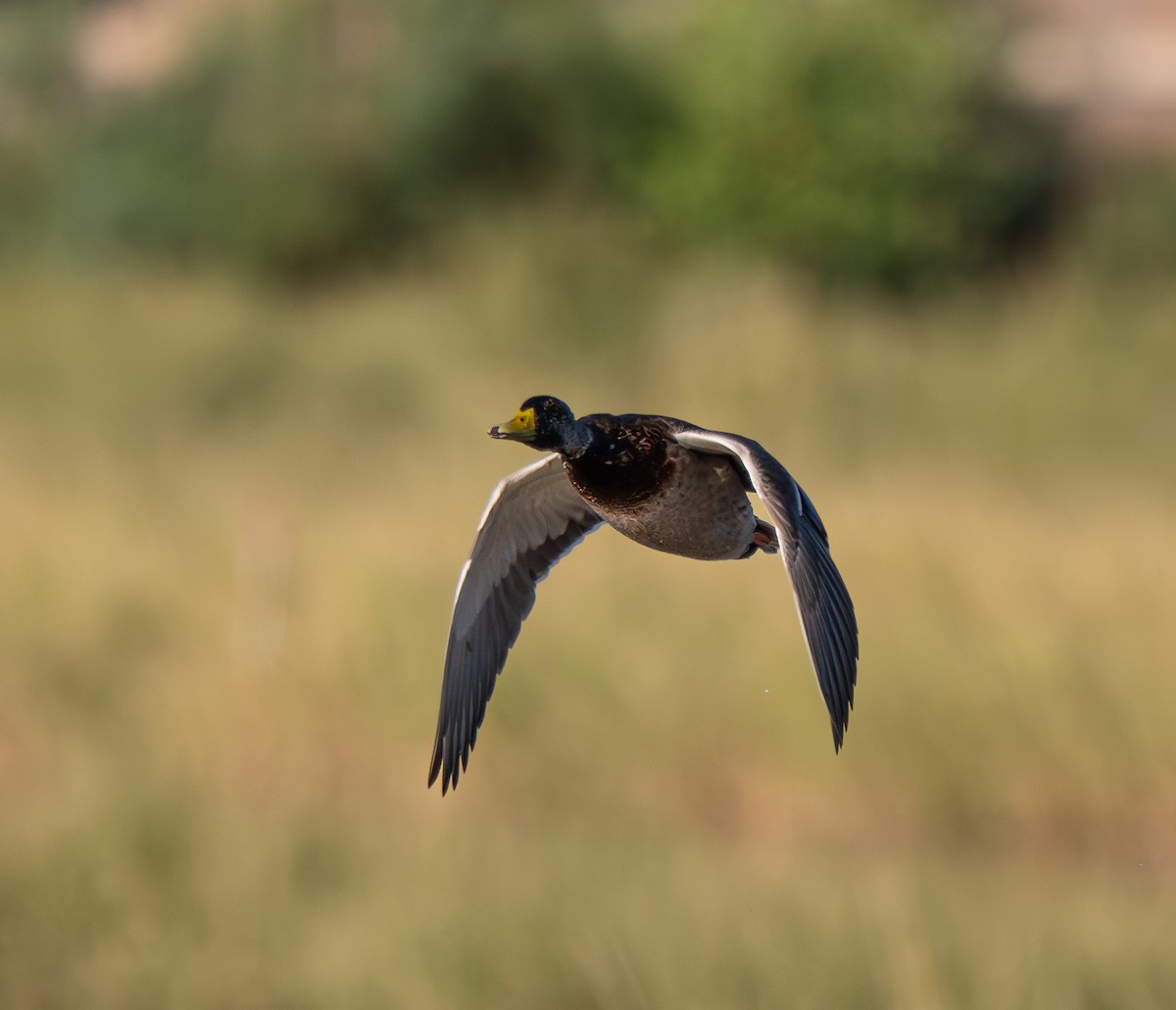 Mallard - ML642677826