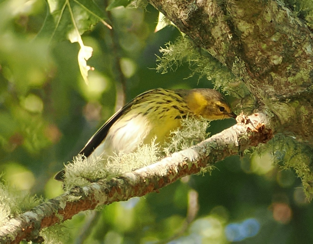 Cape May Warbler - ML642677827