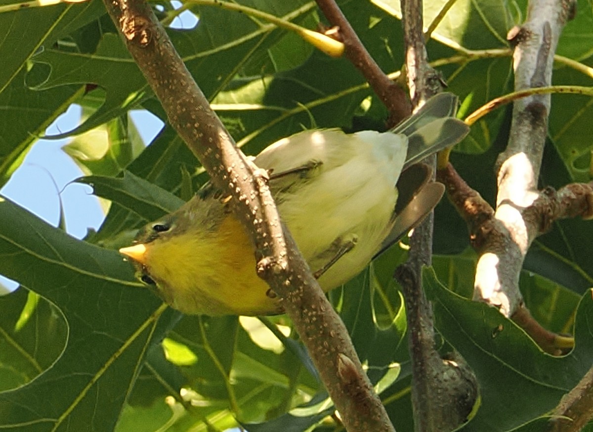 Northern Parula - ML642677843
