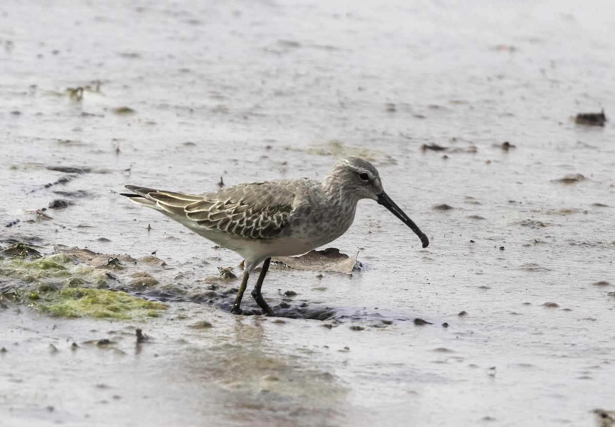 Stilt Sandpiper - ML642677849