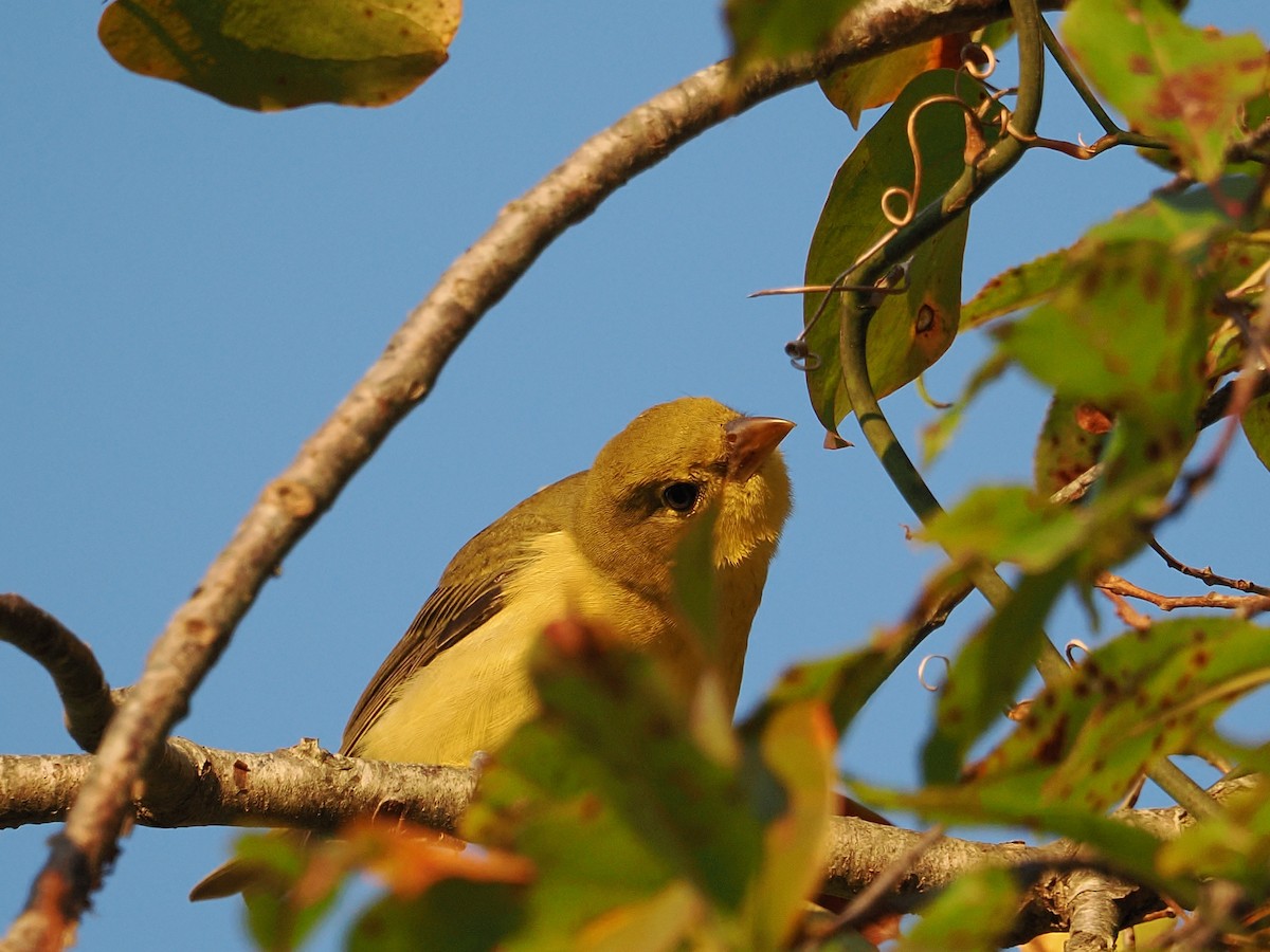 Scarlet Tanager - ML642677856