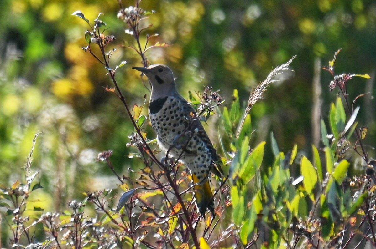 Northern Flicker - ML642677863