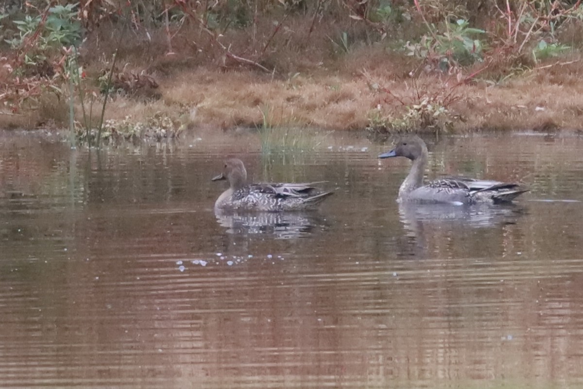 Northern Pintail - ML642677871