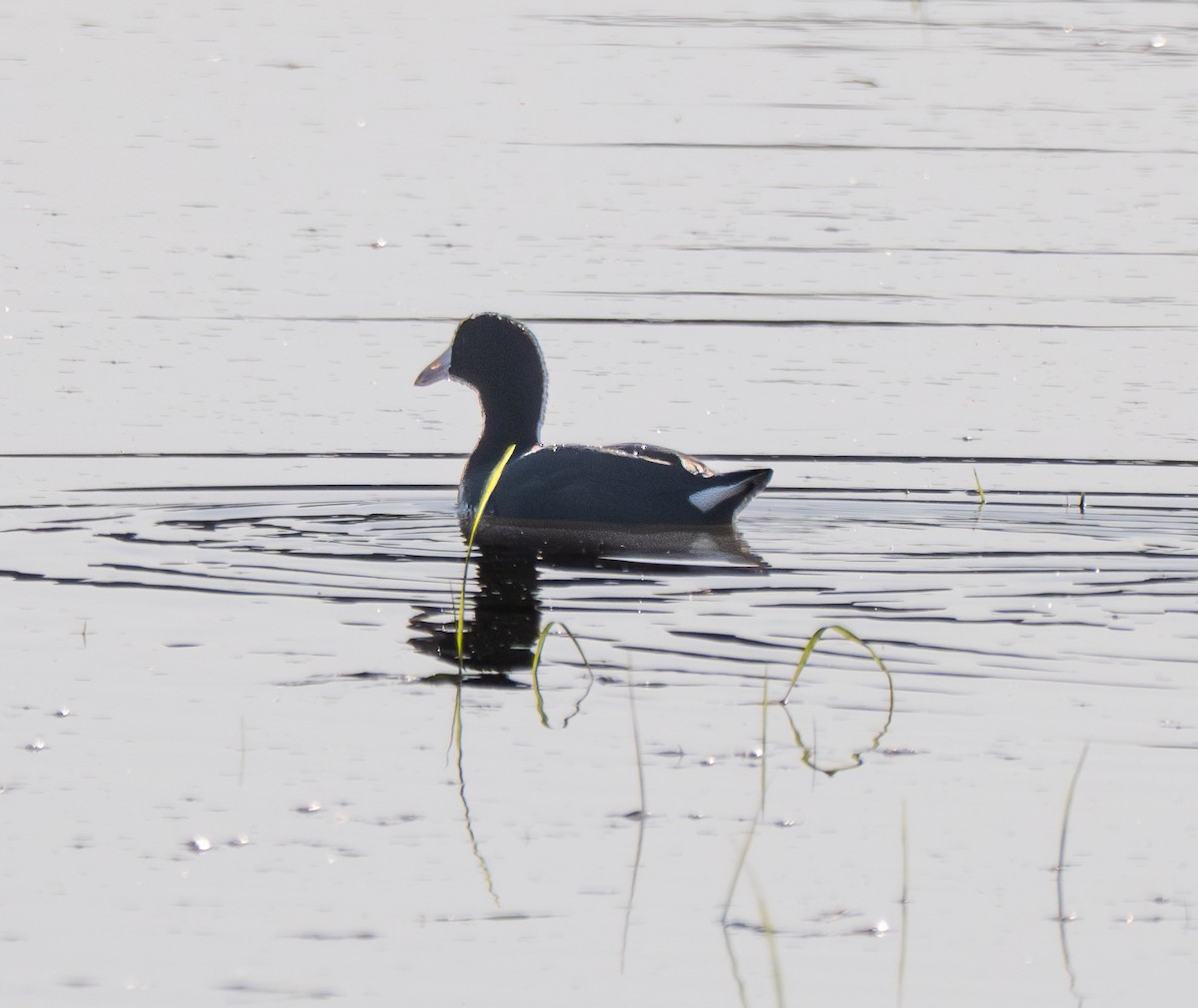 American Coot - ML642677873