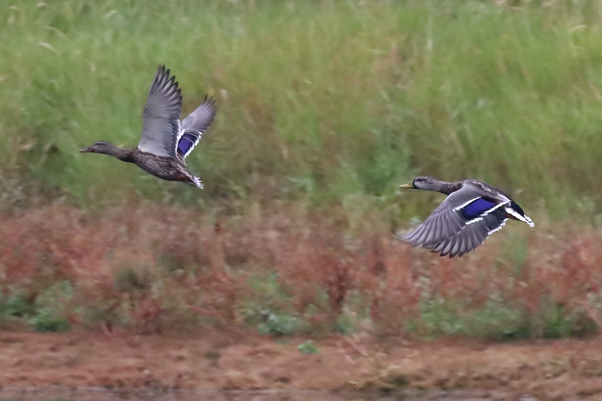 Mallard - ML642677876