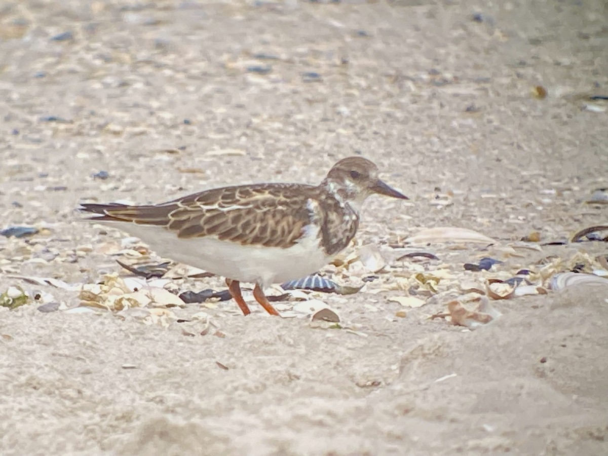 Алаг хайргач - ML642677878