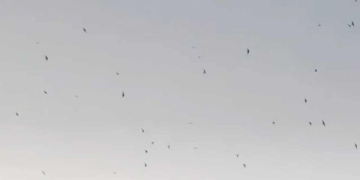 Chimney Swift - ML642677885