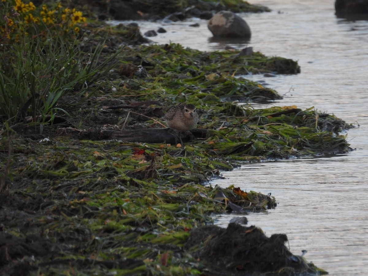 American Golden-Plover - ML642677888