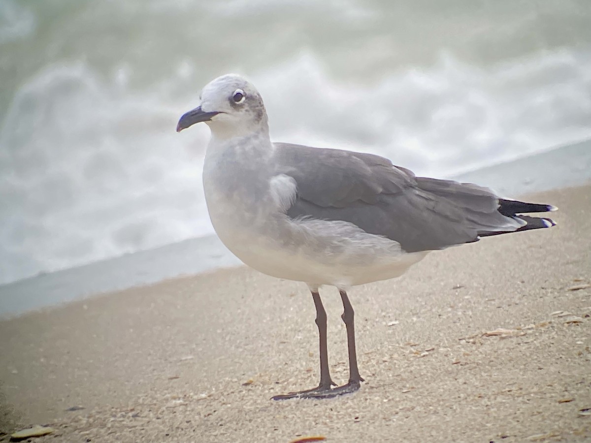 Laughing Gull - ML642677893