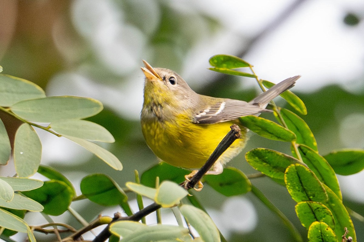 Magnolia Warbler - ML642677904
