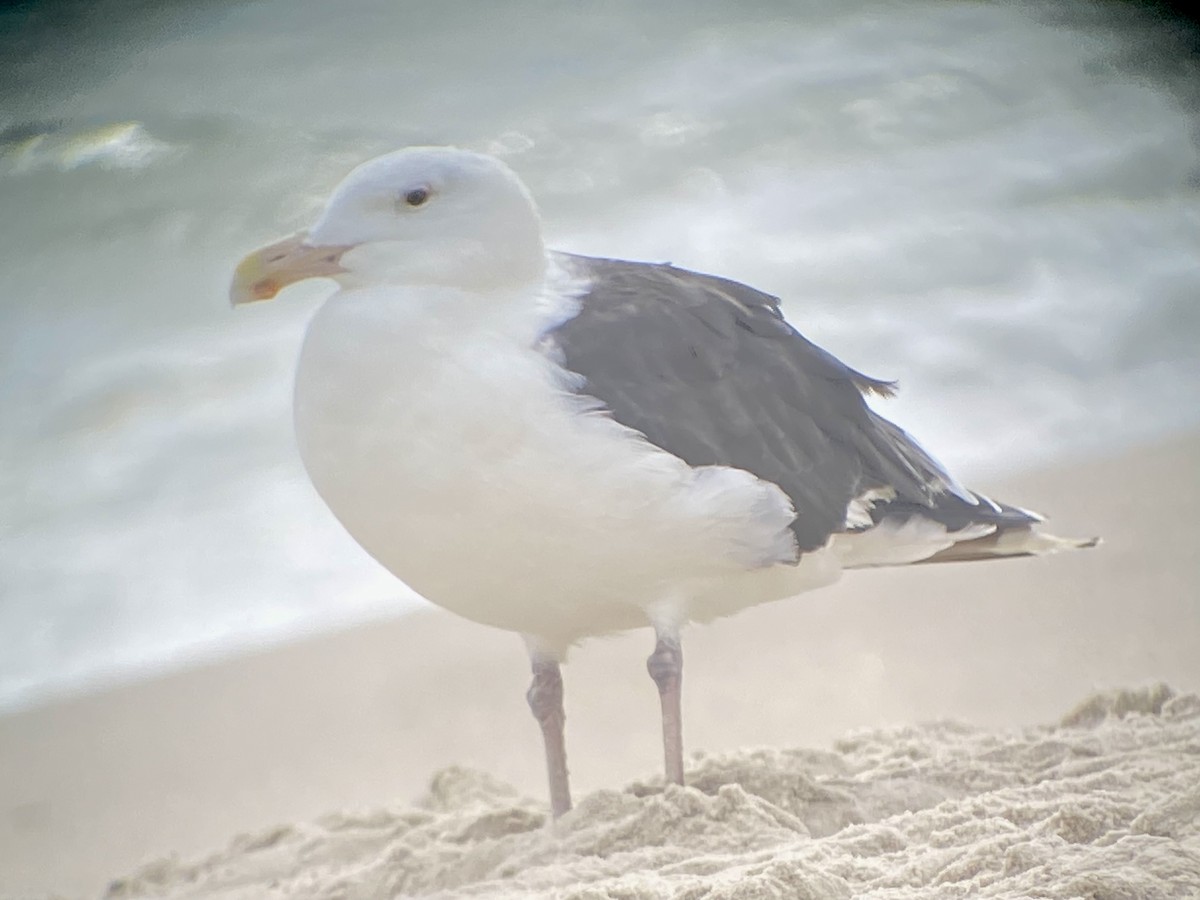 Great Black-backed Gull - ML642677908