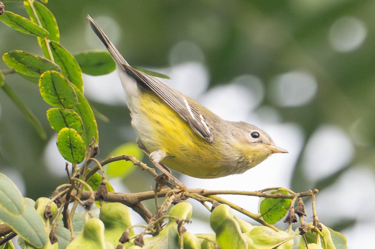 Magnolia Warbler - ML642677914