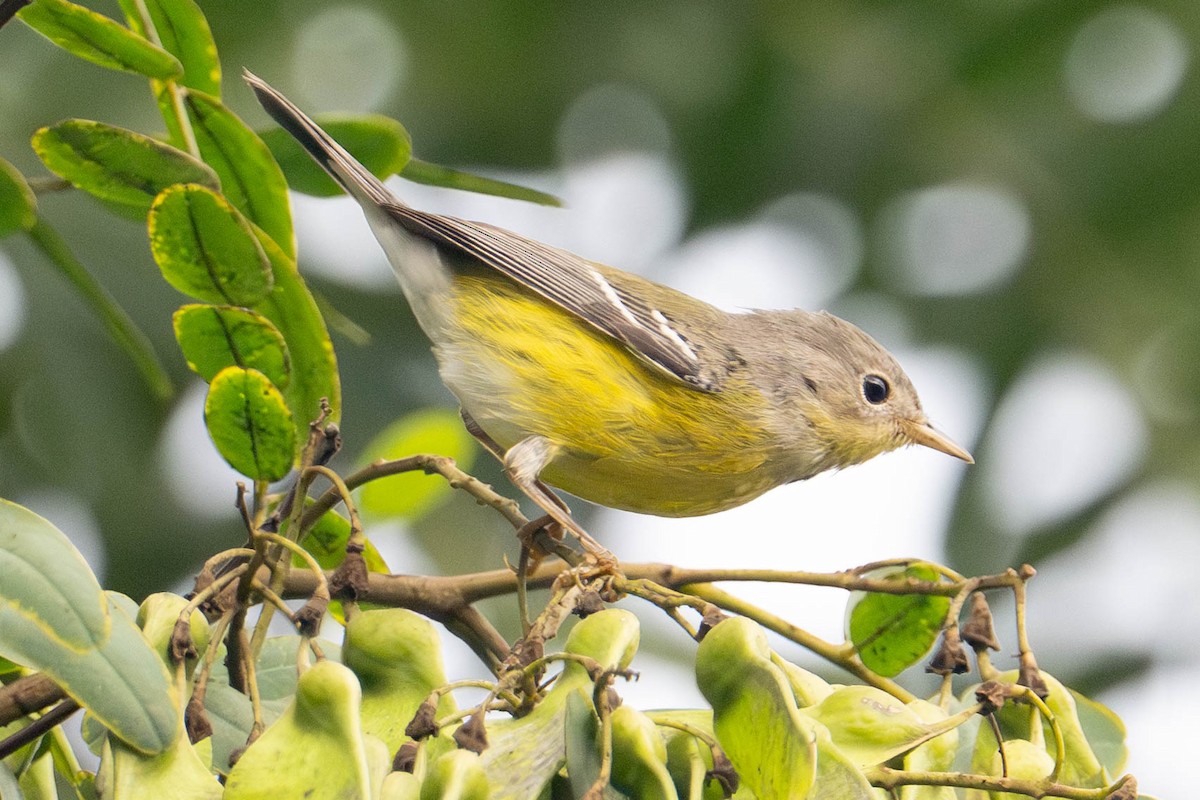Magnolia Warbler - ML642677917