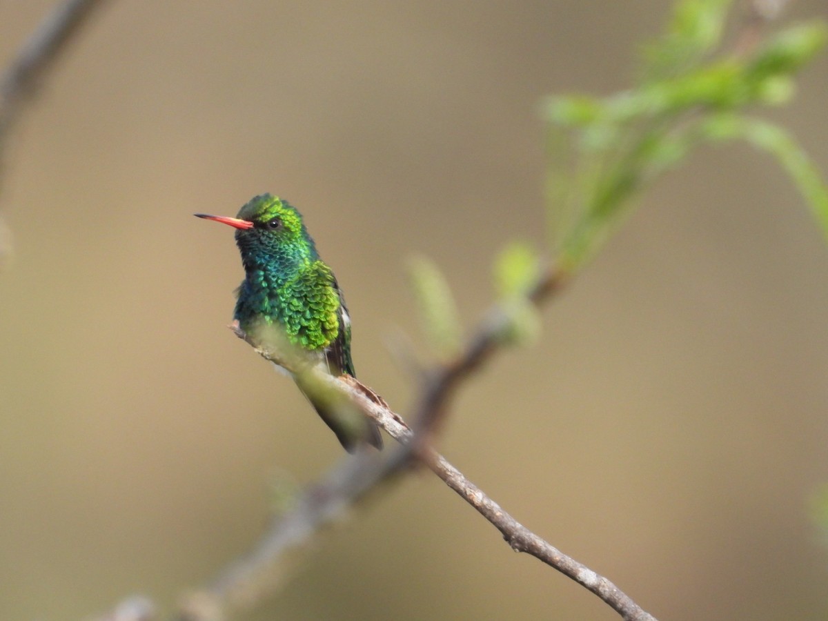 Glittering-bellied Emerald - ML642677924