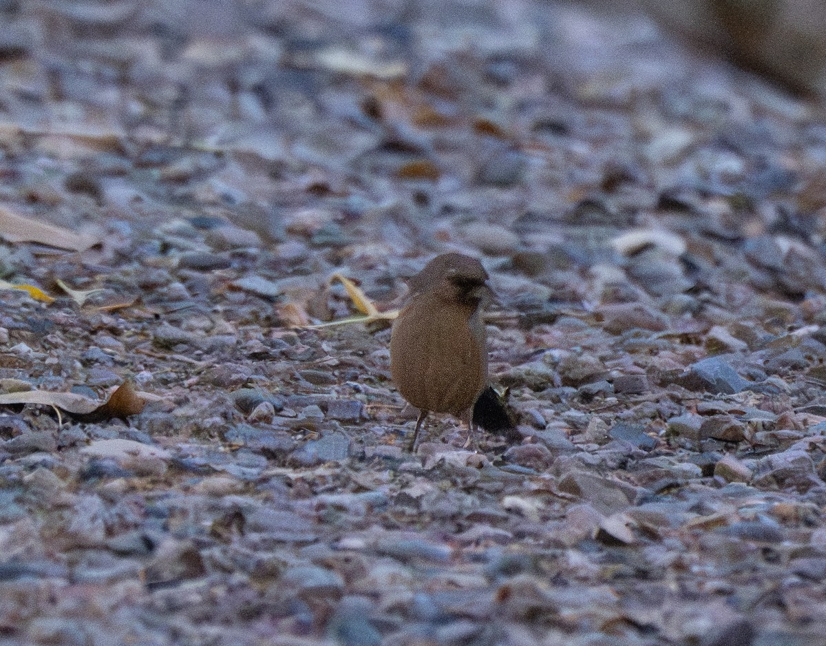 Abert's Towhee - ML642677928