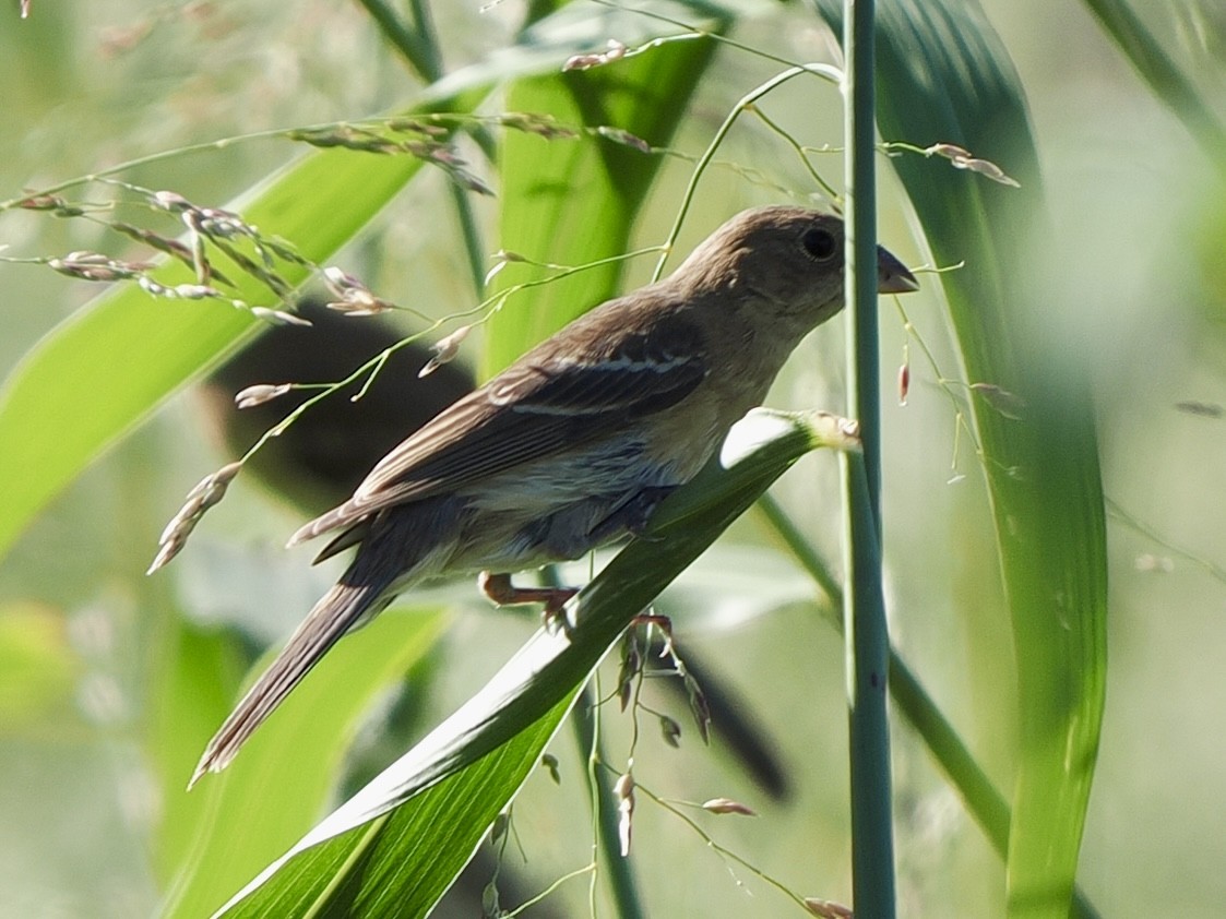 ムネアカルリノジコ - ML642677970