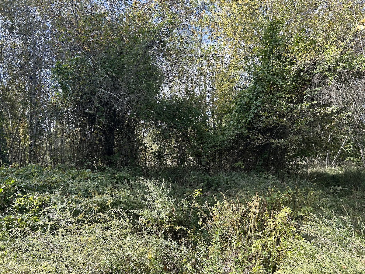 null - ML642677979