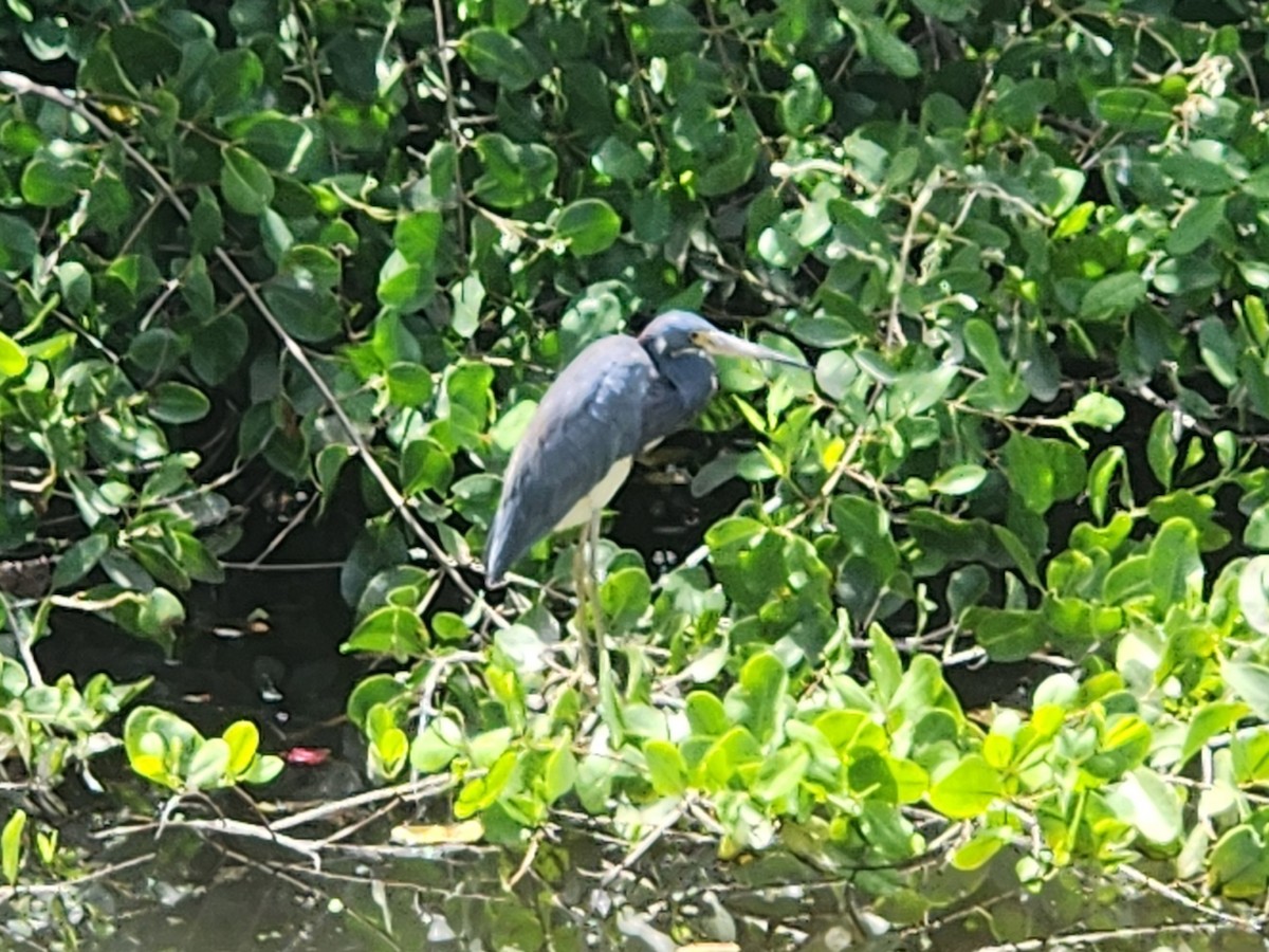 サンショクサギ - ML642677980