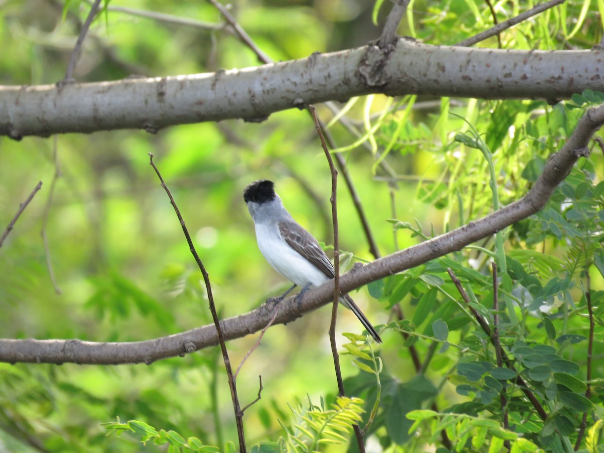 White-naped Xenopsaris - ML642677984