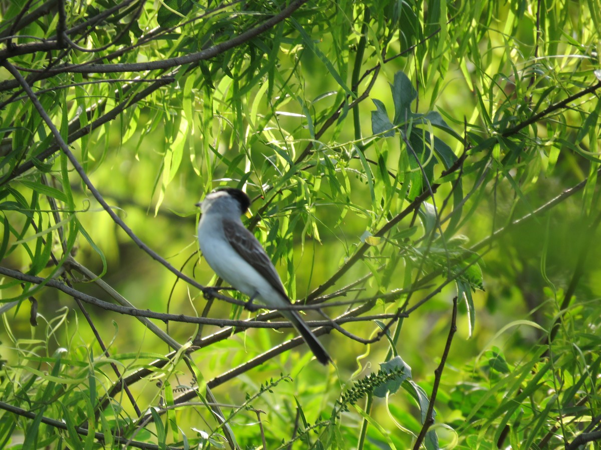 White-naped Xenopsaris - ML642677986