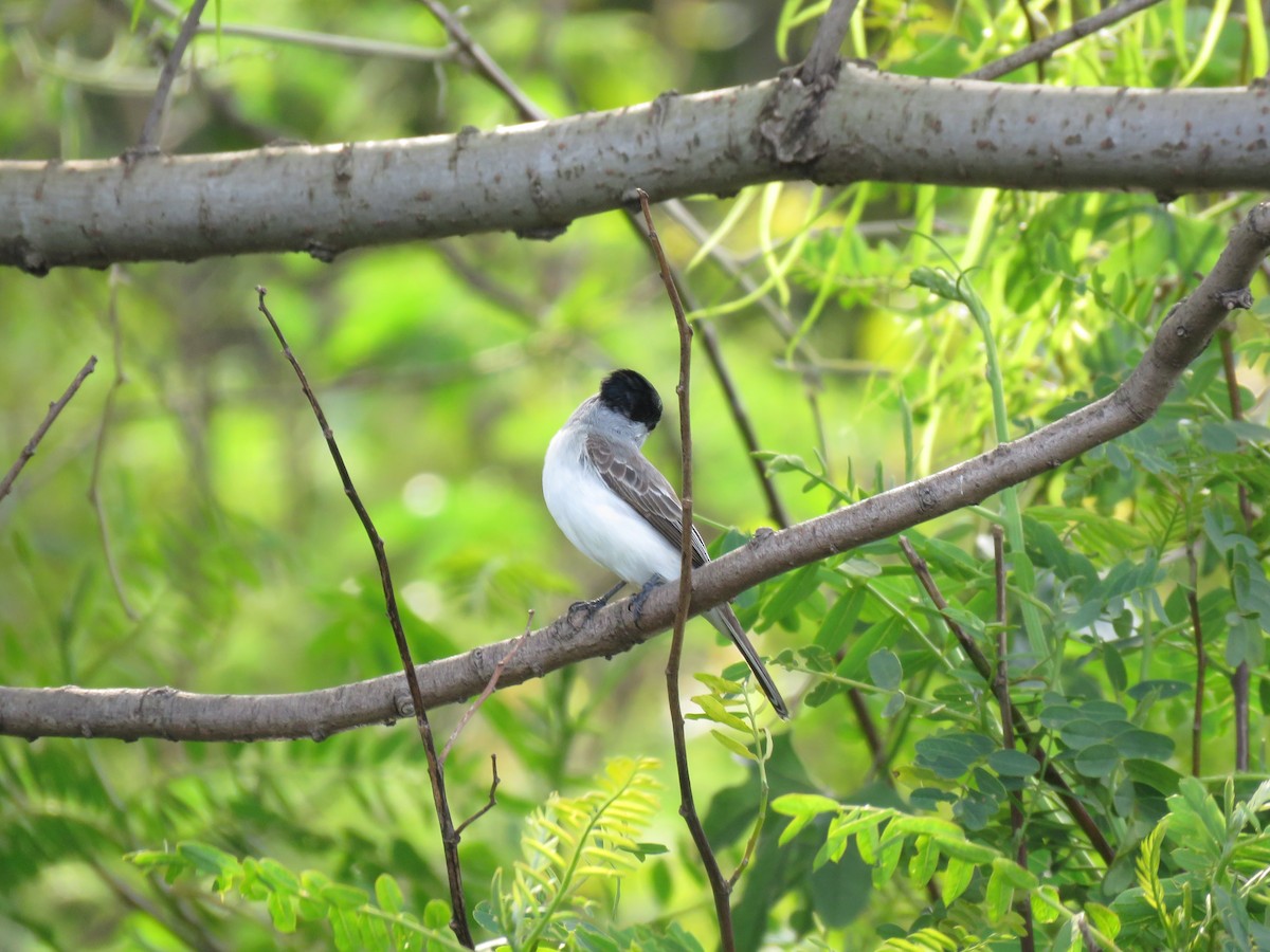 White-naped Xenopsaris - ML642677987