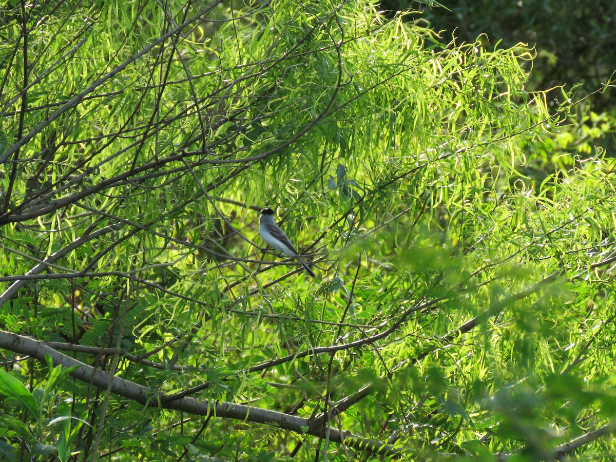 White-naped Xenopsaris - ML642677989