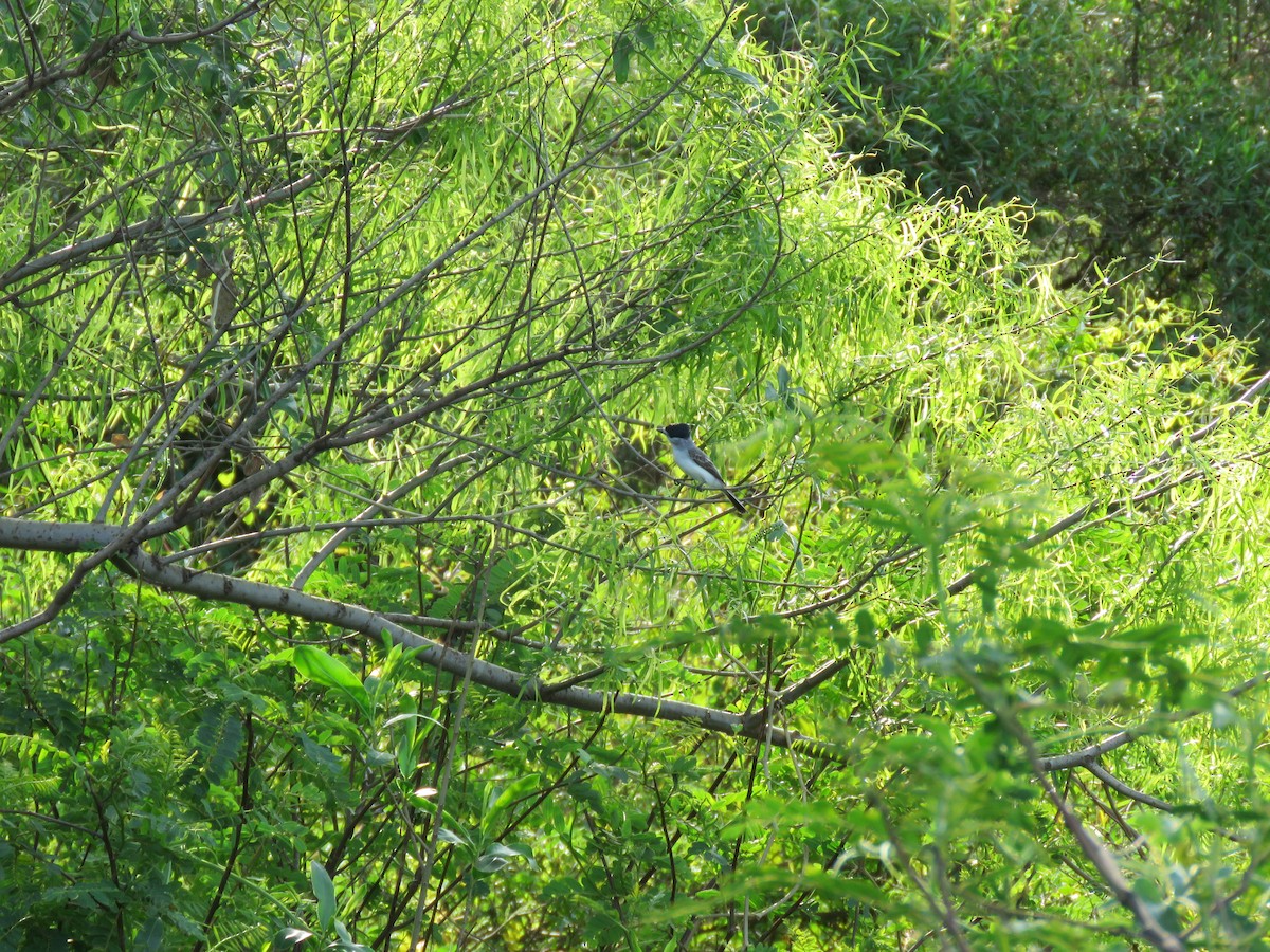 White-naped Xenopsaris - ML642677990