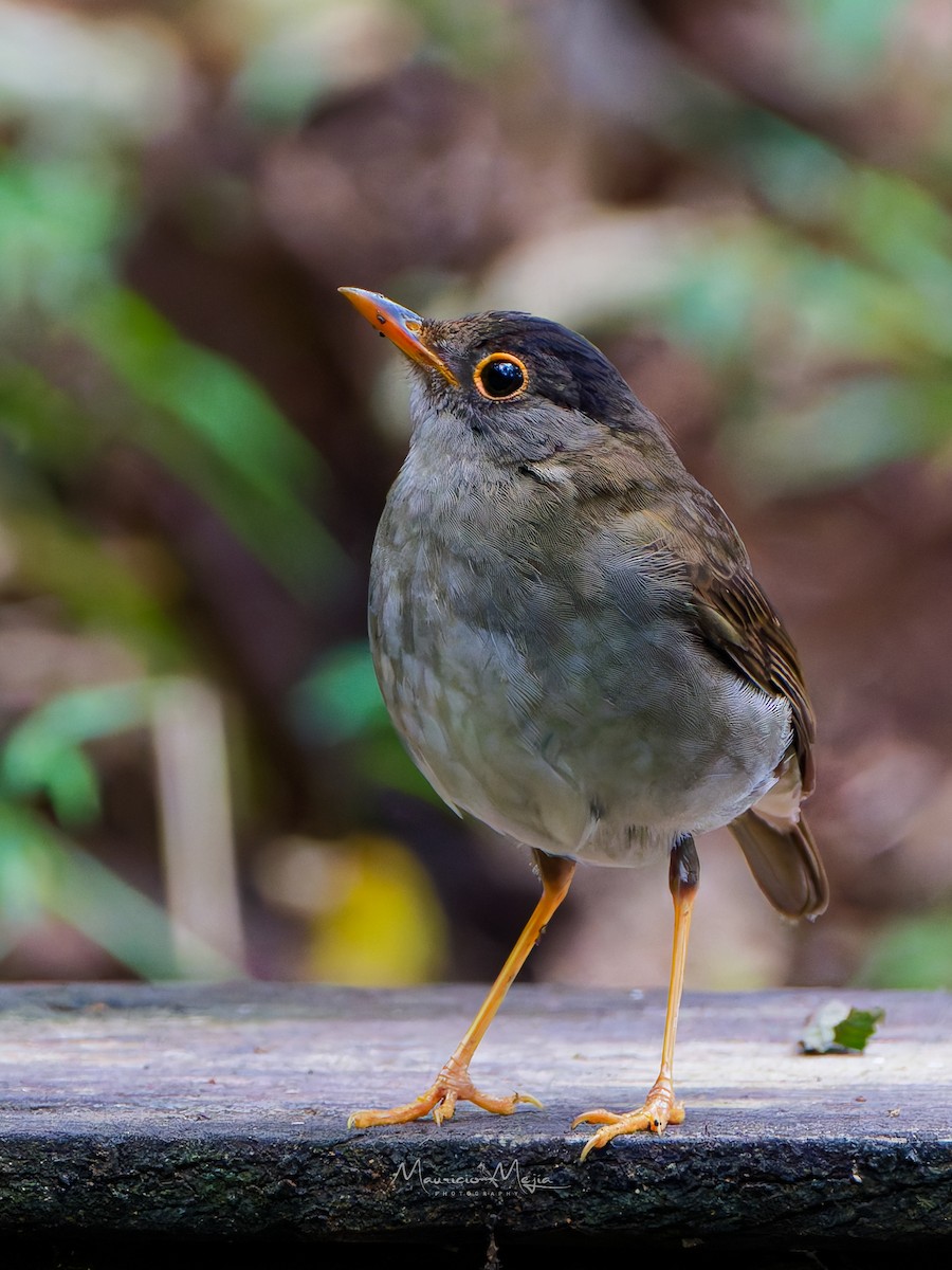 Black-headed Nightingale-Thrush - ML642677993