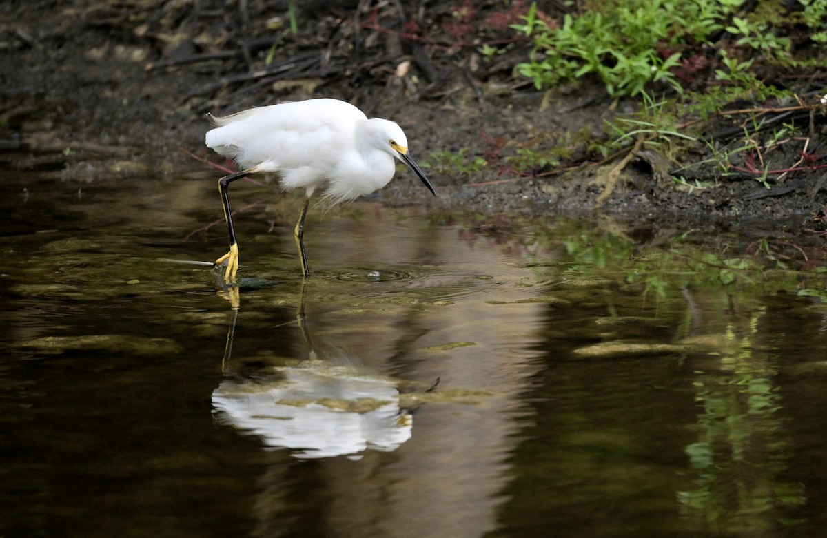 Snowy Egret - ML642677999