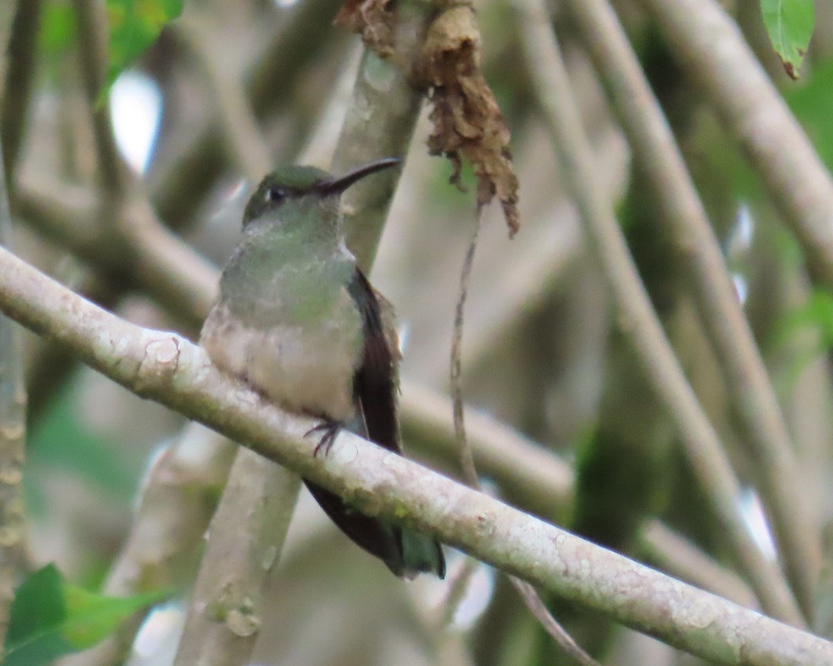 Scaly-breasted Hummingbird - ML642678000