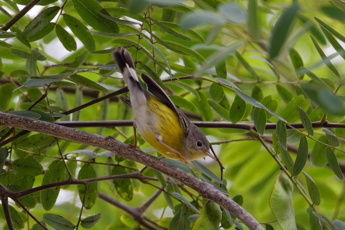 Magnolia Warbler - ML642678012