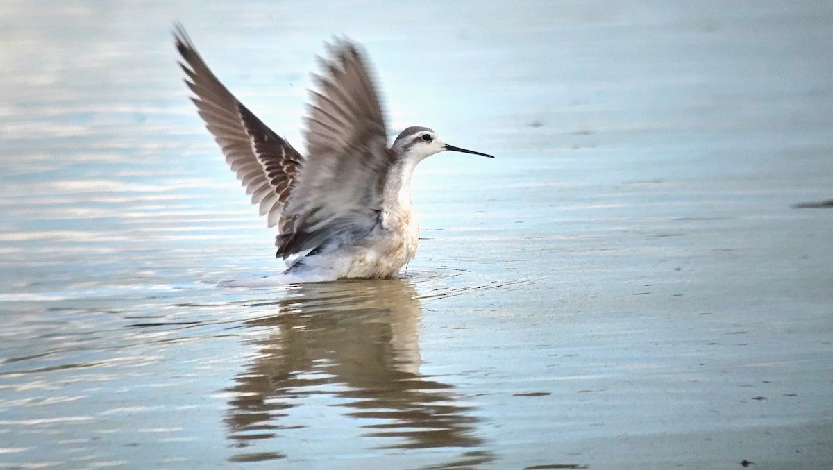 Wilson's Phalarope - ML642678013
