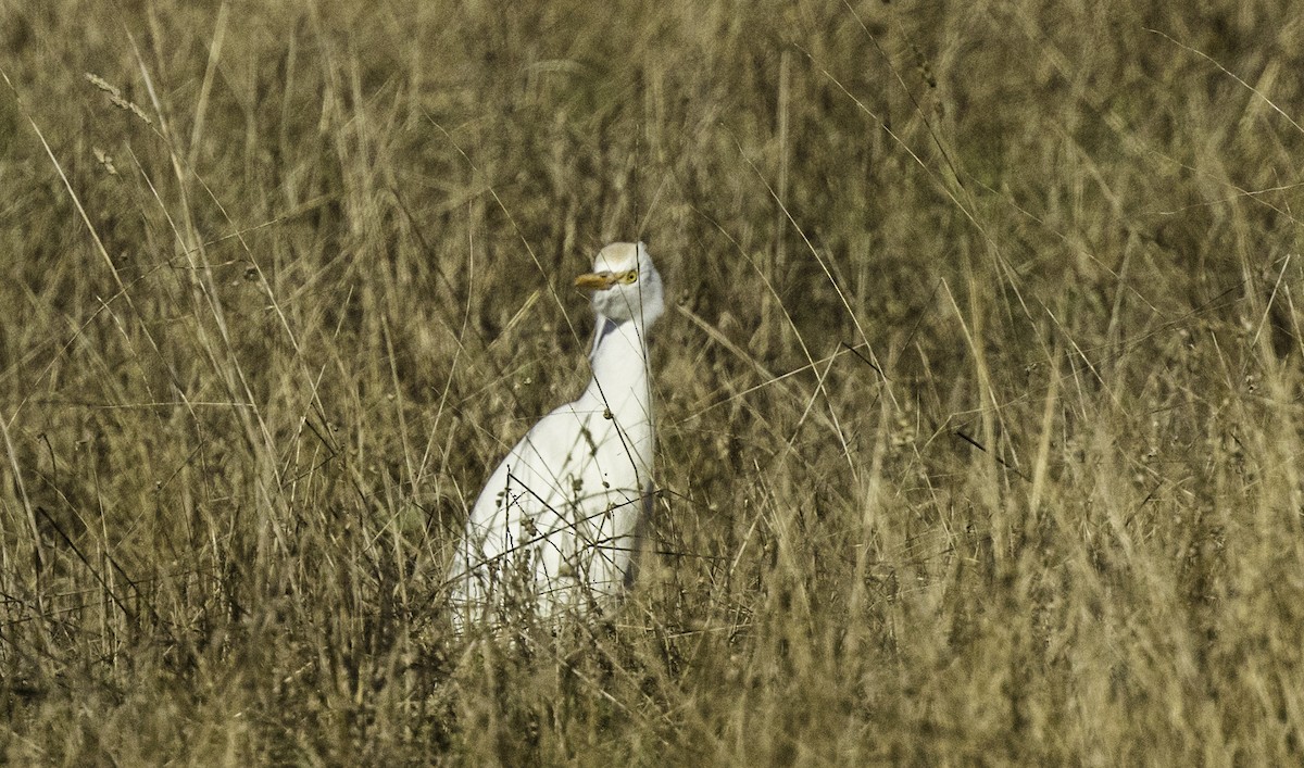 Western Cattle-Egret - ML642678016