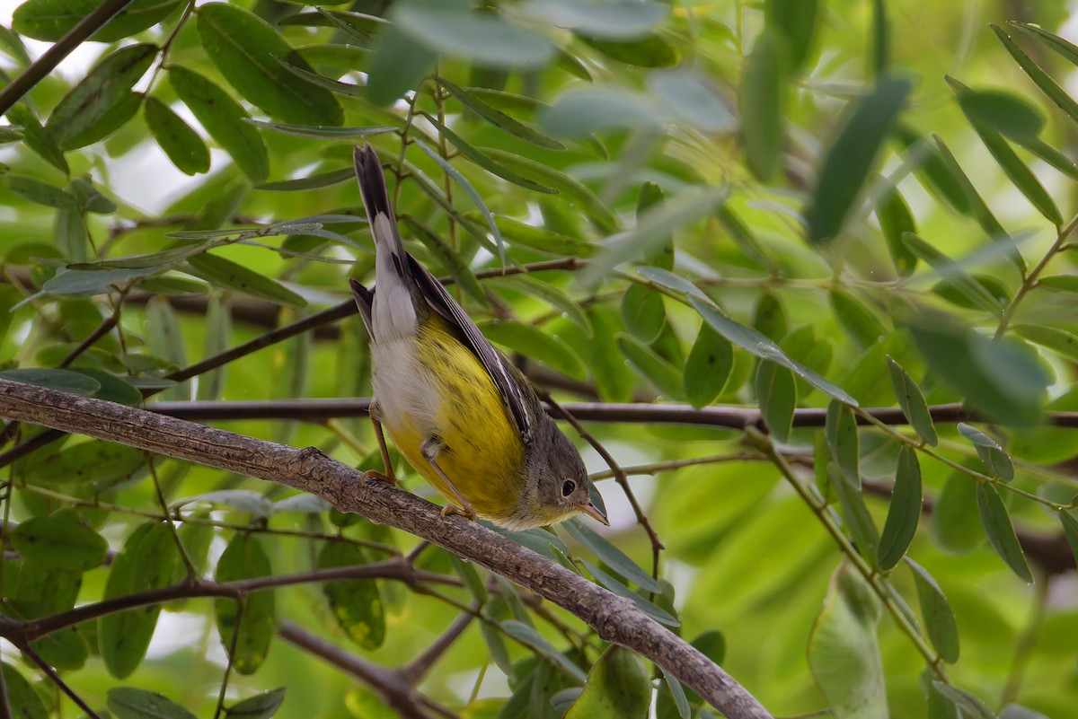 Magnolia Warbler - ML642678019